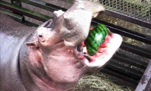 河马吃瓜80斤,一餐吃掉80斤西瓜的惊人食量