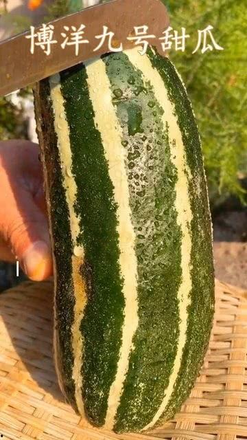 熟瓜减肥可以吃吗,健康美味两不误的减肥新选择